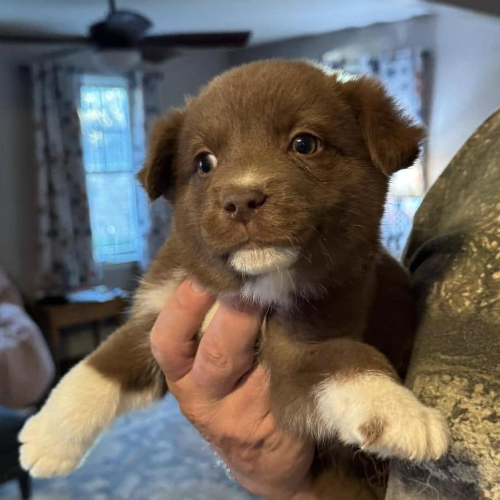 Enlarge Fir, a Adoptable mixed breed in Raleigh, NC image 2/3