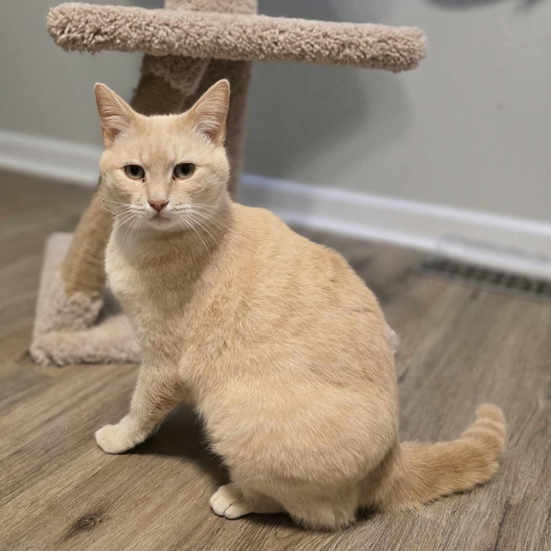 Enlarge Apricot, a Adopted Domestic Short Hair in Conway, SC image 3/6