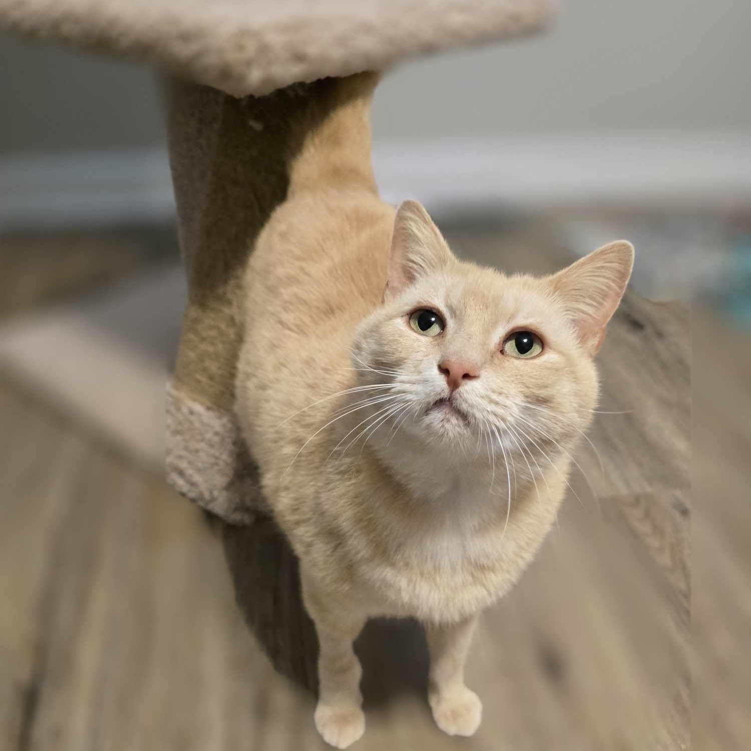 Enlarge Apricot, a Adopted Domestic Short Hair in Conway, SC image 2/6