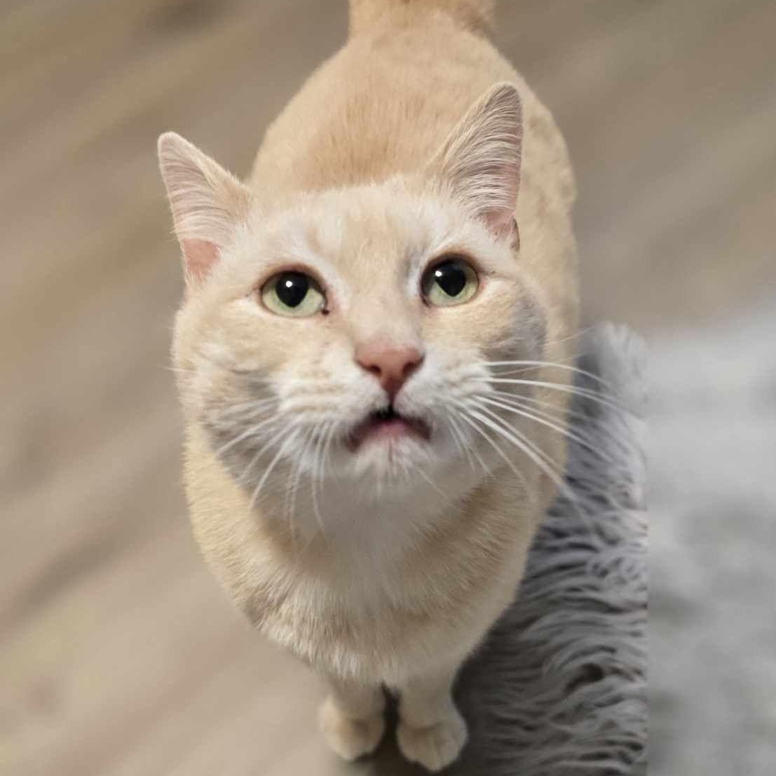 Apricot, Adopted, Adult Female Domestic Short Hair.