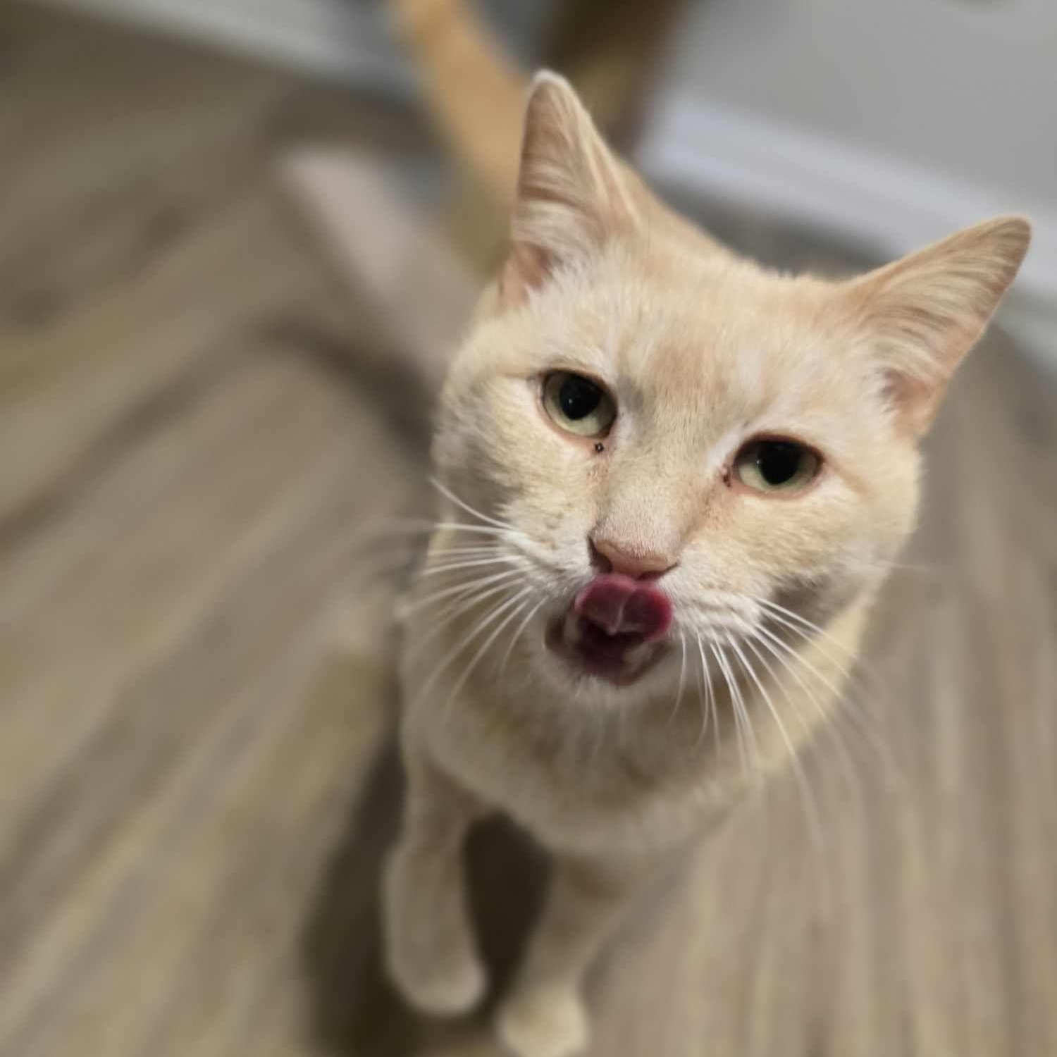 Enlarge Apricot, a Adopted Domestic Short Hair in Conway, SC image 4/6