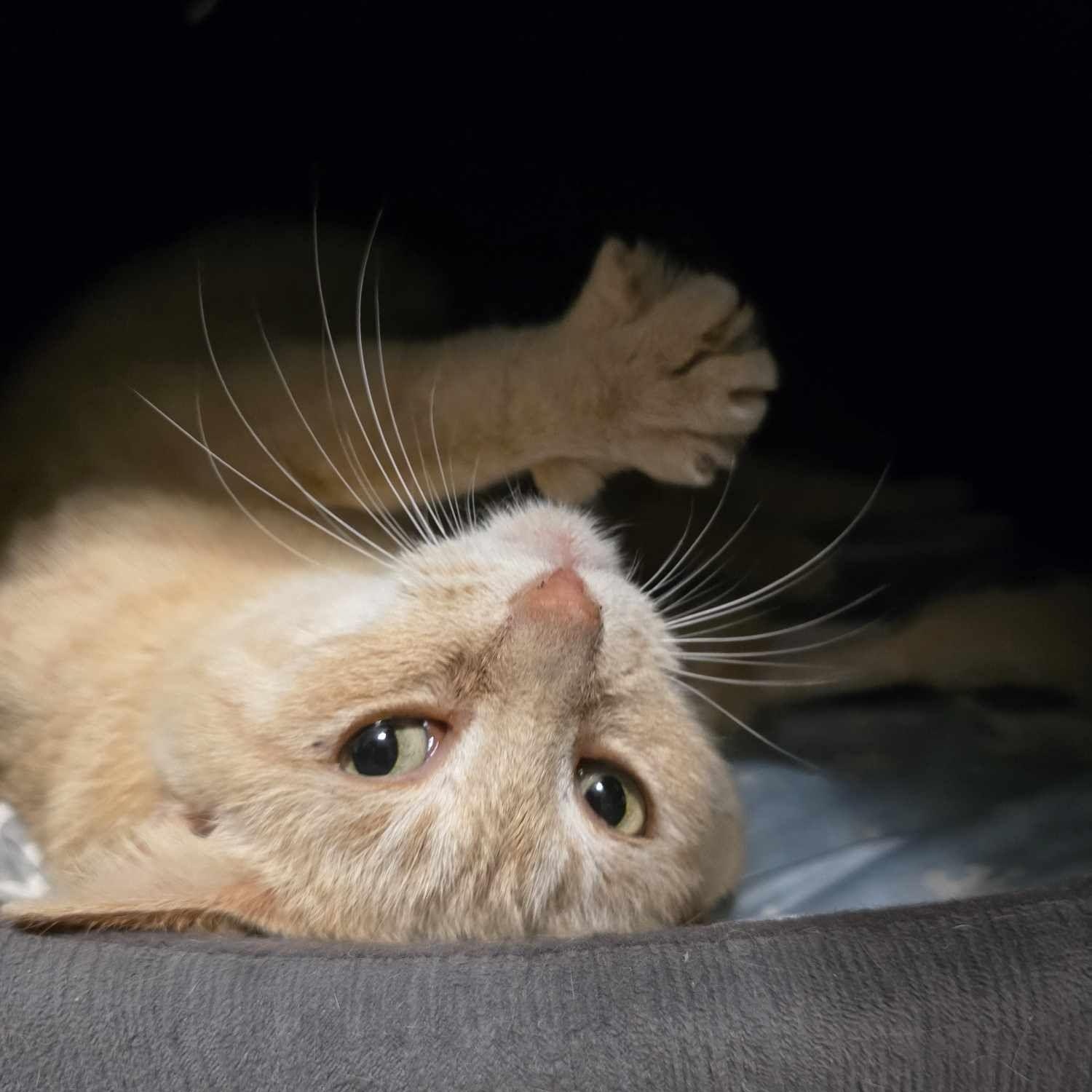 Enlarge Apricot, a Adopted Domestic Short Hair in Conway, SC image 6/6