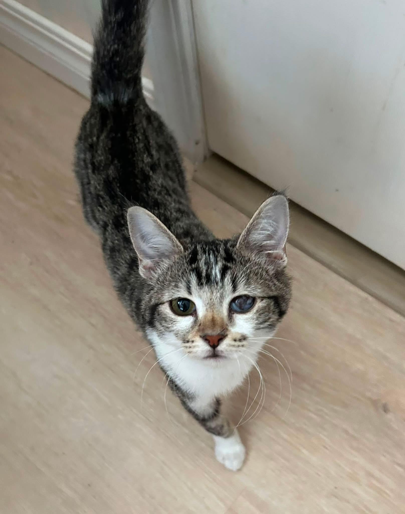 Enlarge Thomasina, a Adoptable American Shorthair in Meeker, OK image 1/1