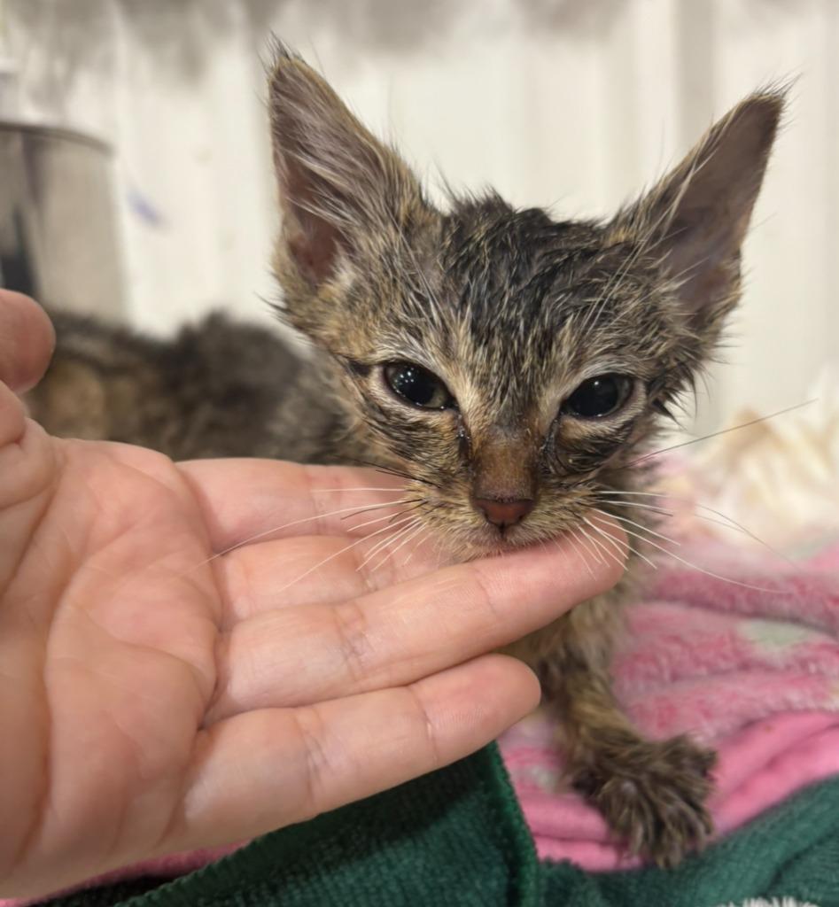 Enlarge Bitty, a Adoptable mixed breed in Corpus Christi, TX image 1/1