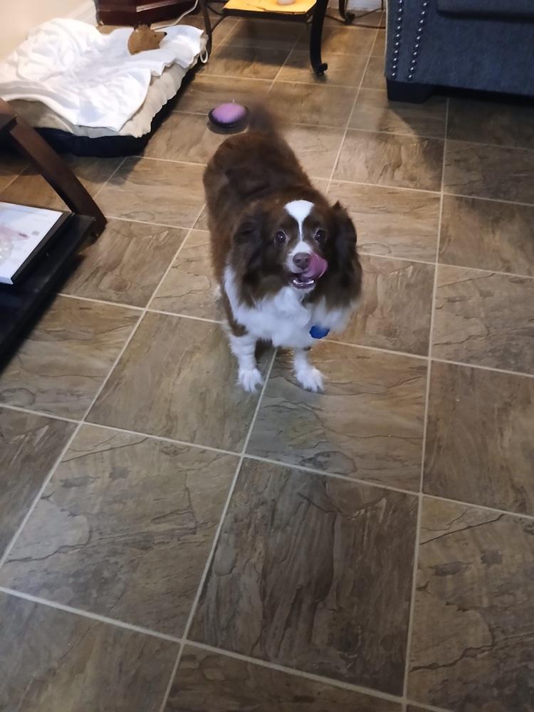 Ginger, Adopted, Adult Female Australian Shepherd.