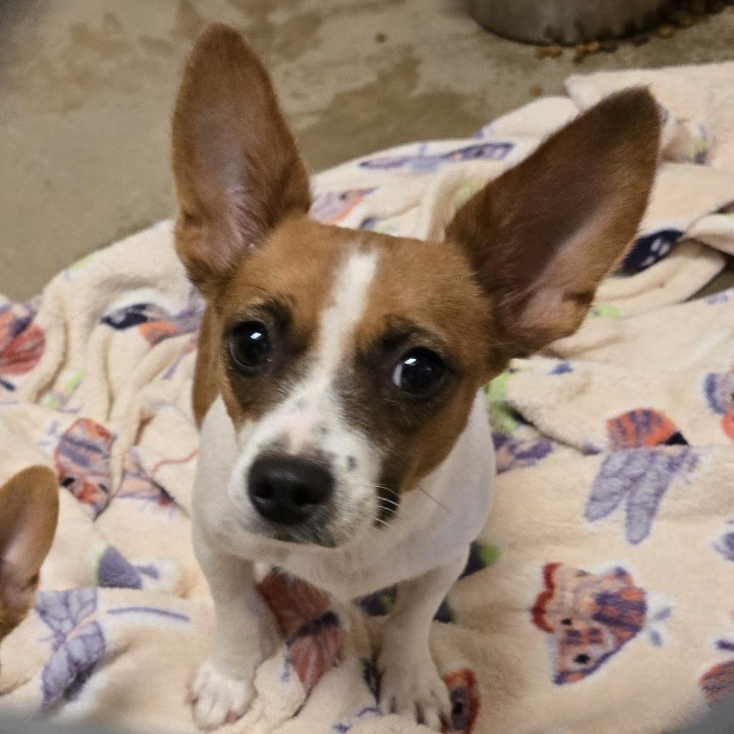 Brie, a Adoptable mixed breed in Wickenburg, AZ image 1/2