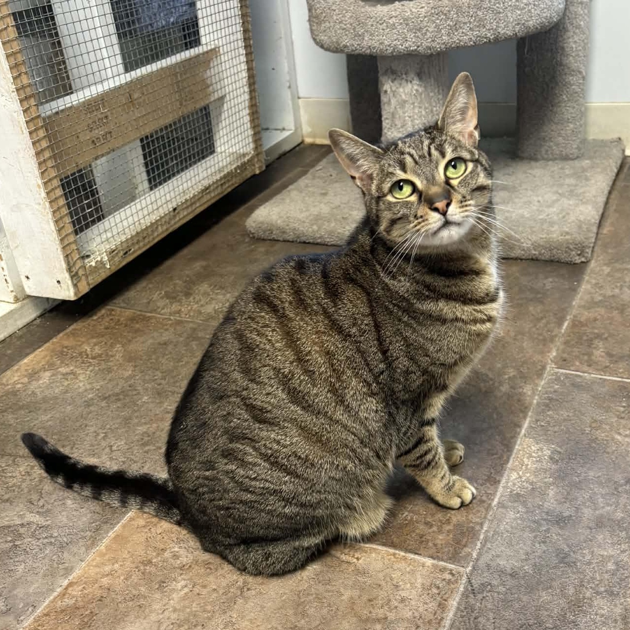 Enlarge Peapod, an adopted Domestic Short Hair in Queenstown, MD image 2/3