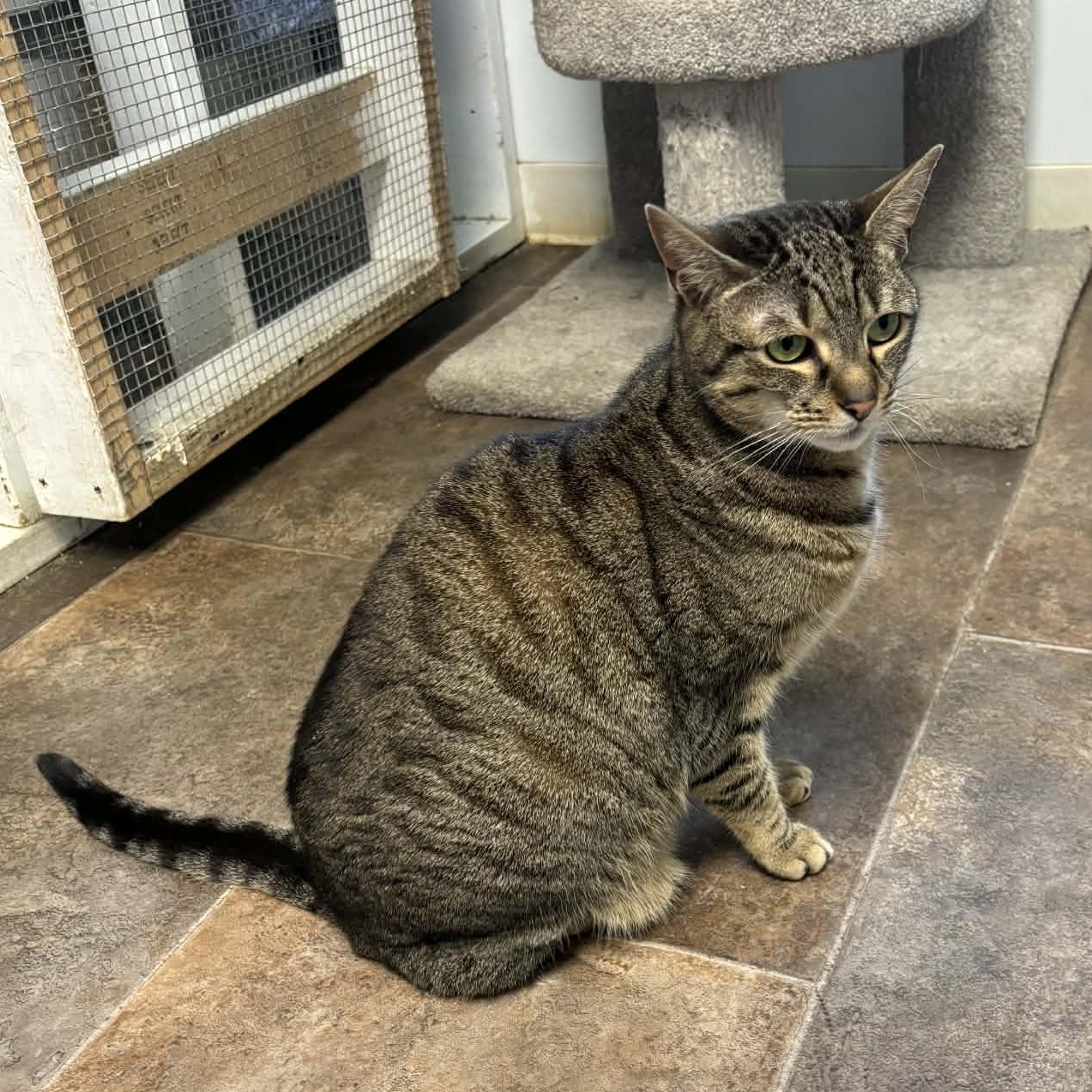 Enlarge Peapod, an adopted Domestic Short Hair in Queenstown, MD image 3/3