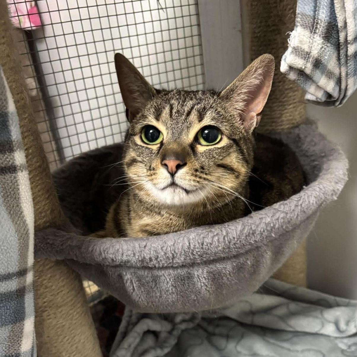 Peapod, adopted, Adult Female Domestic Short Hair.