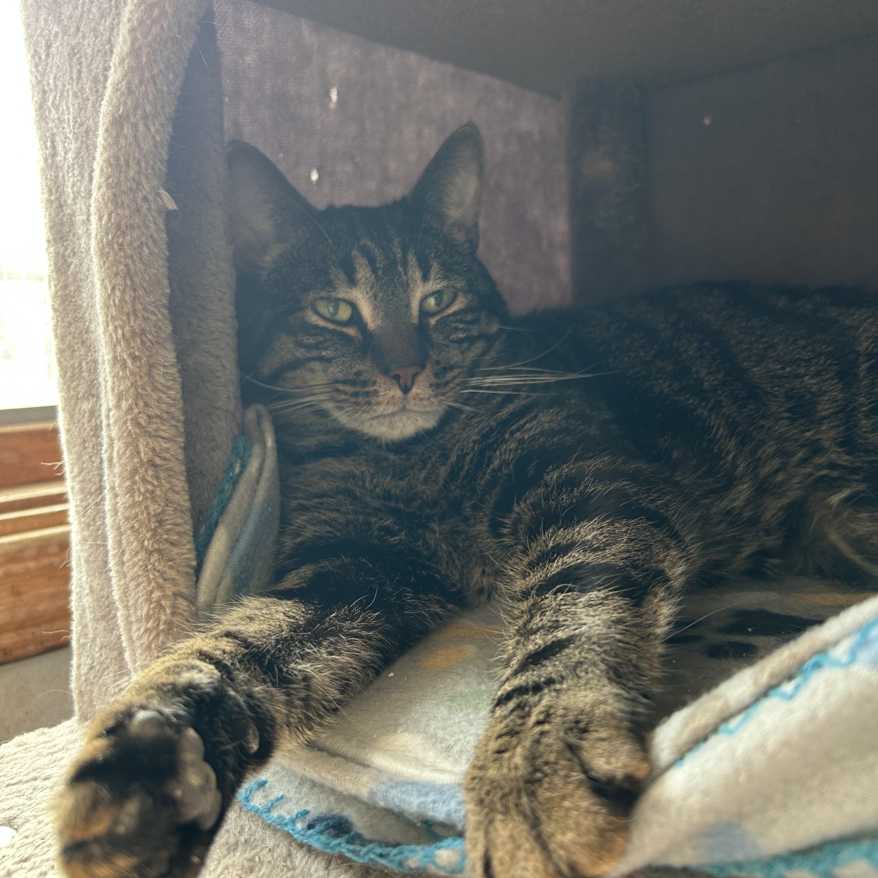 Clyde, a ADOPTABLE Domestic Short Hair in St. Clair, MI image 3/3
