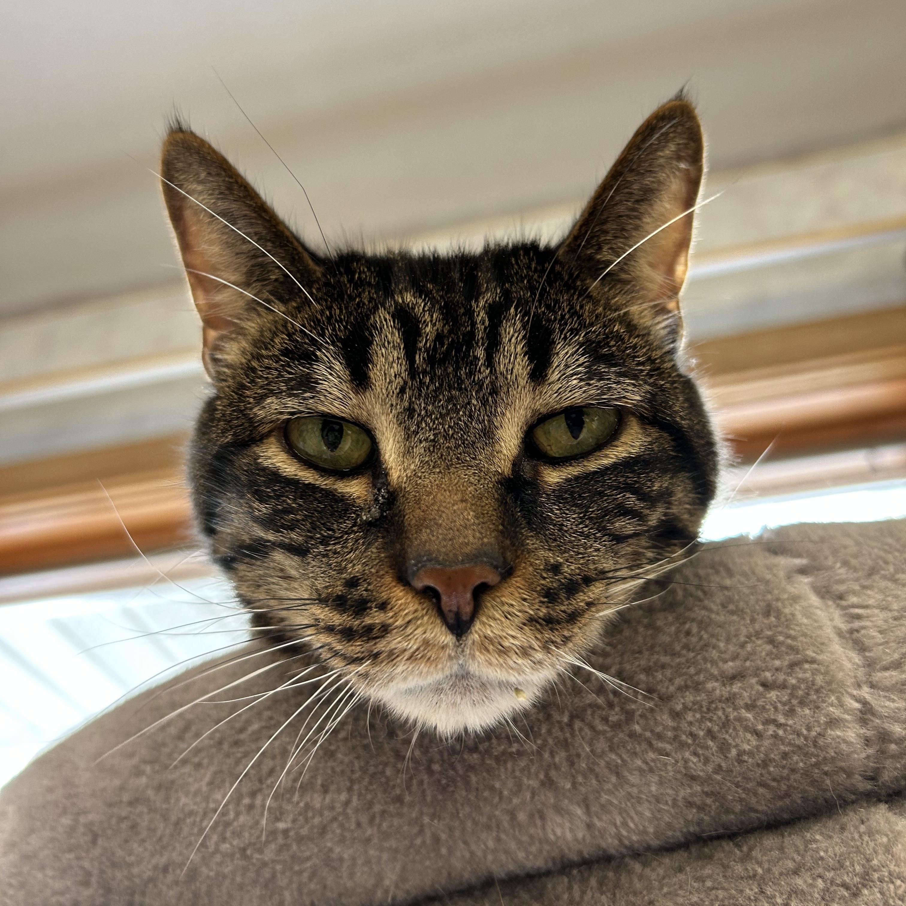 Clyde, ADOPTABLE, Senior Male Domestic Short Hair.