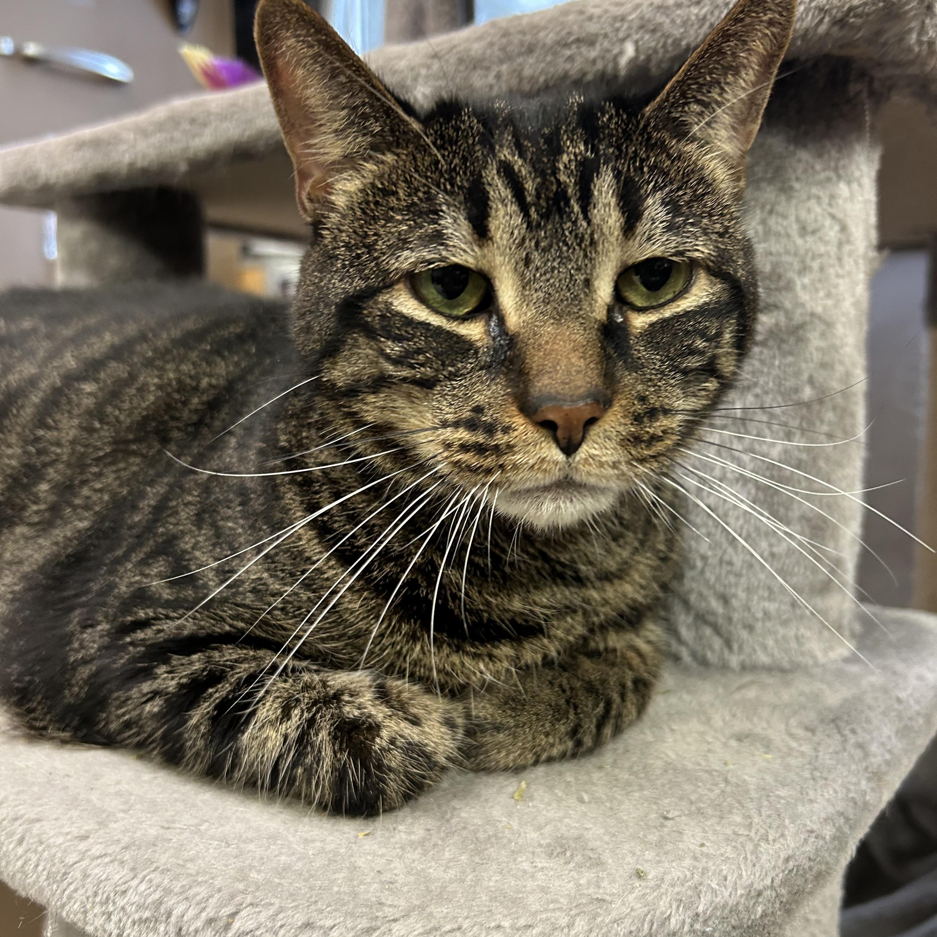Clyde, a ADOPTABLE Domestic Short Hair in St. Clair, MI image 2/3