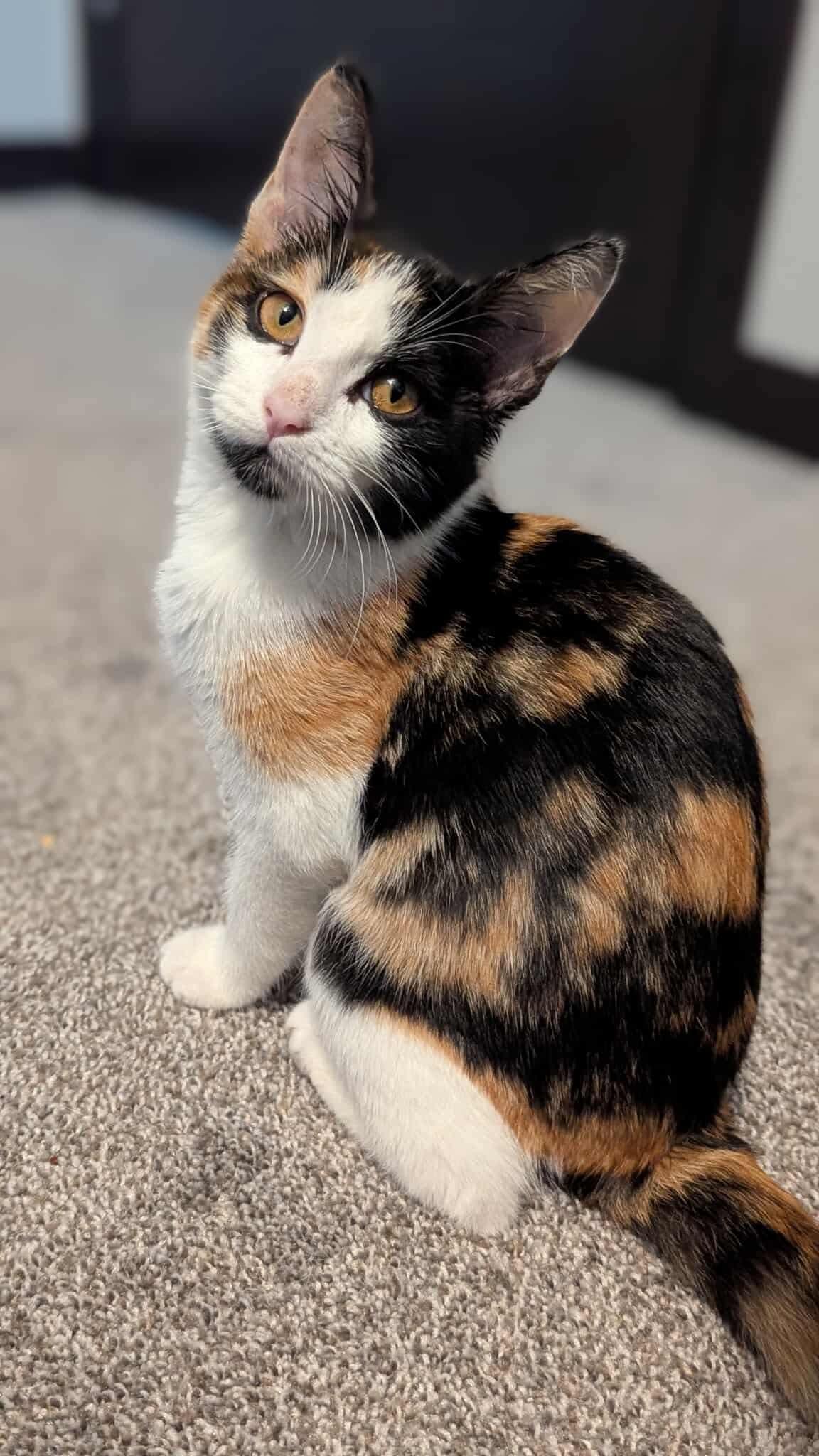 Meowly Cyrus, Baby Female unknown