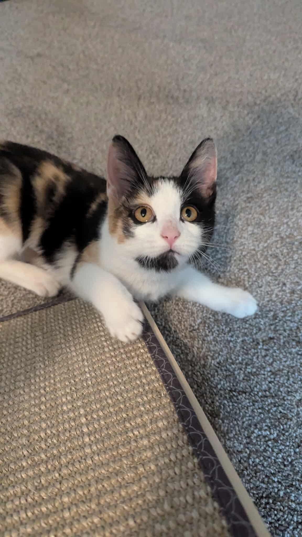 Meowly Cyrus photo 2
