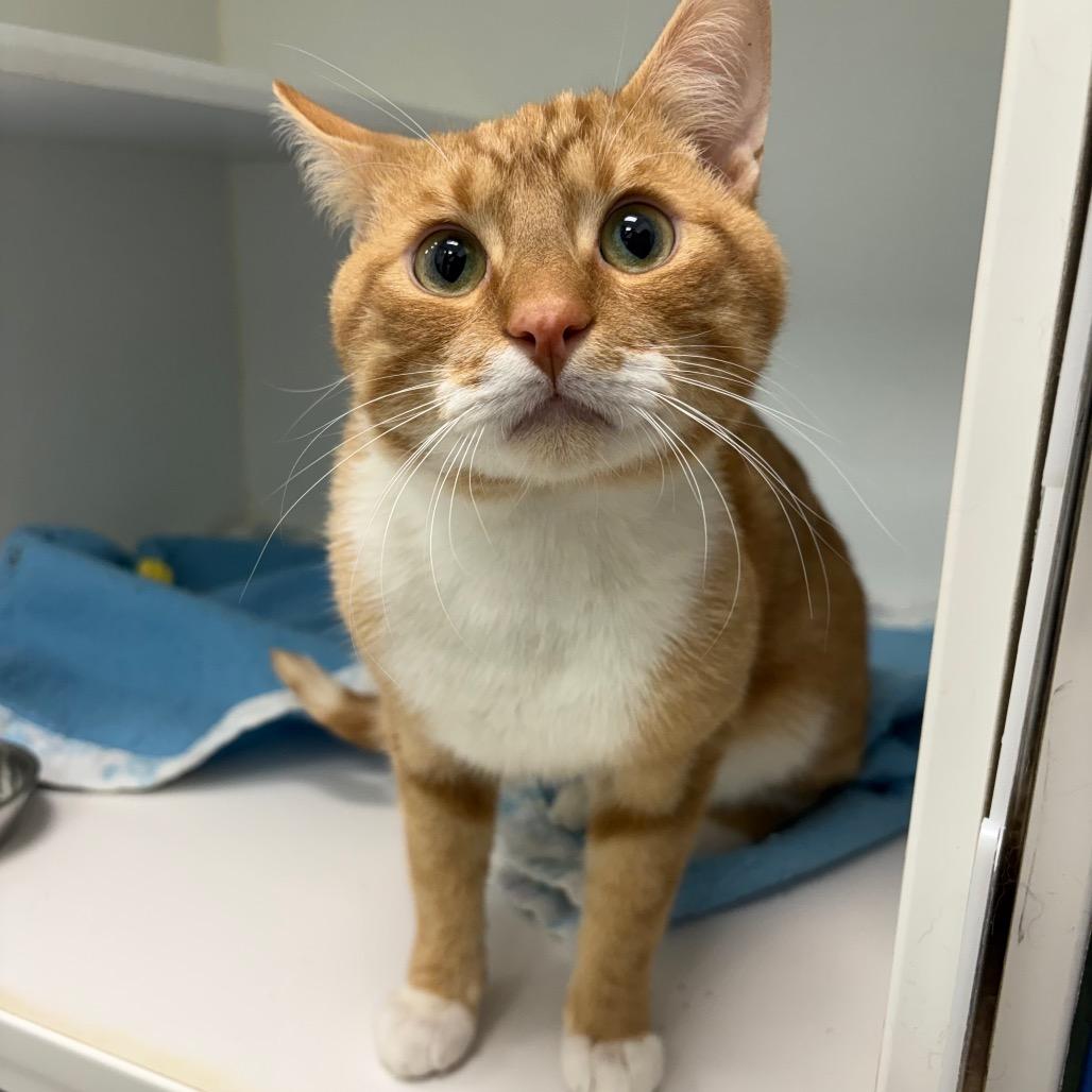 Moustache, Adoptable, Adult Male Domestic Short Hair.