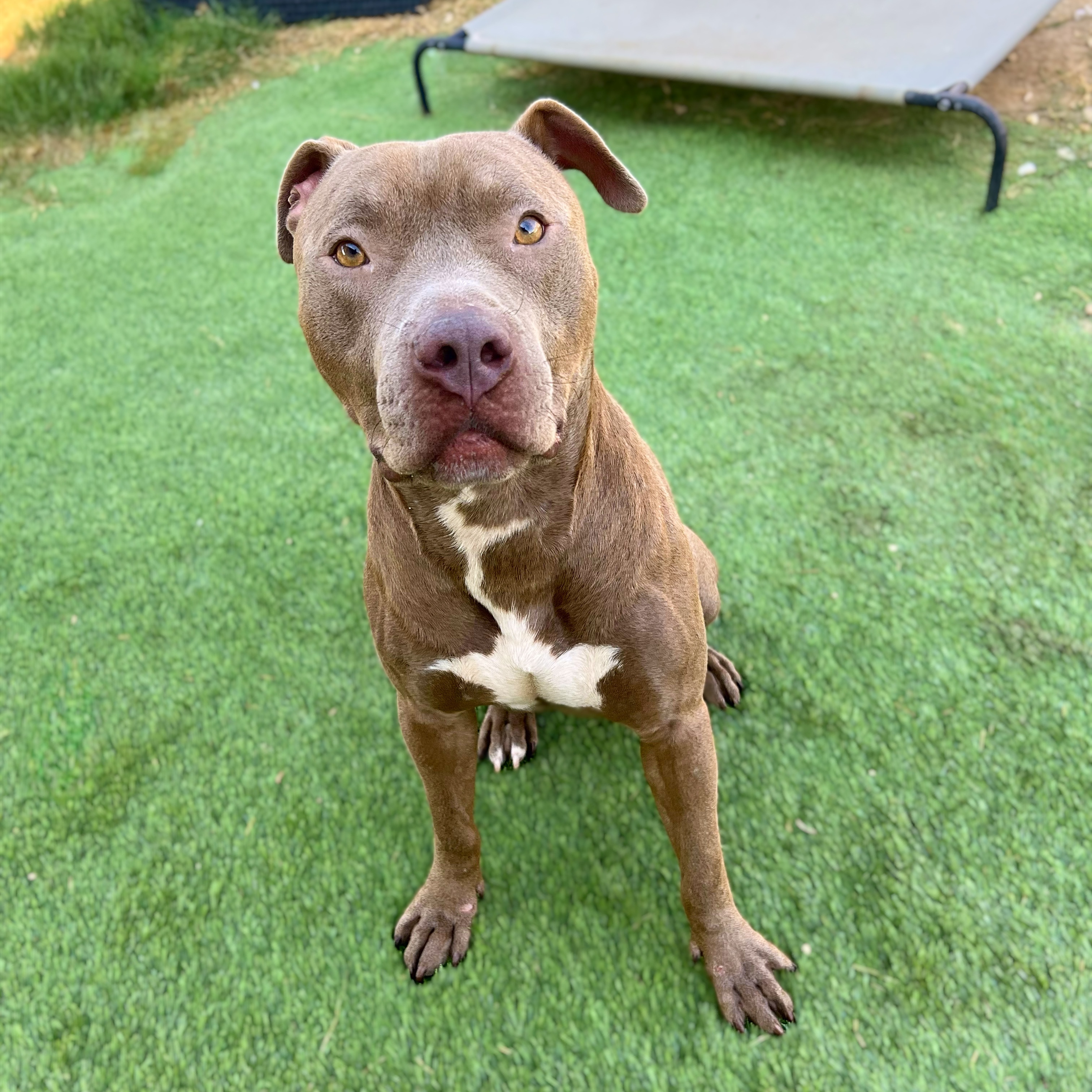 JJ, Adoptable, Young Male American Staffordshire Terrier.