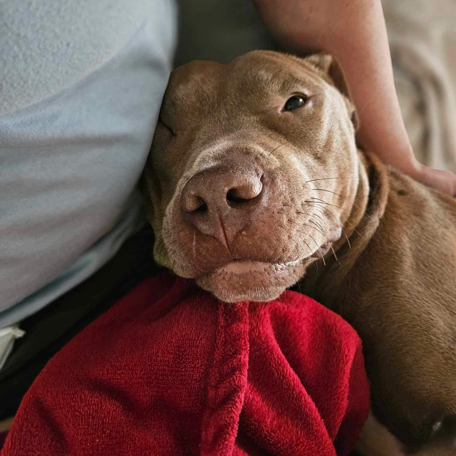 Enlarge JJ, a Adoptable American Staffordshire Terrier in Haslet, TX image 2/5