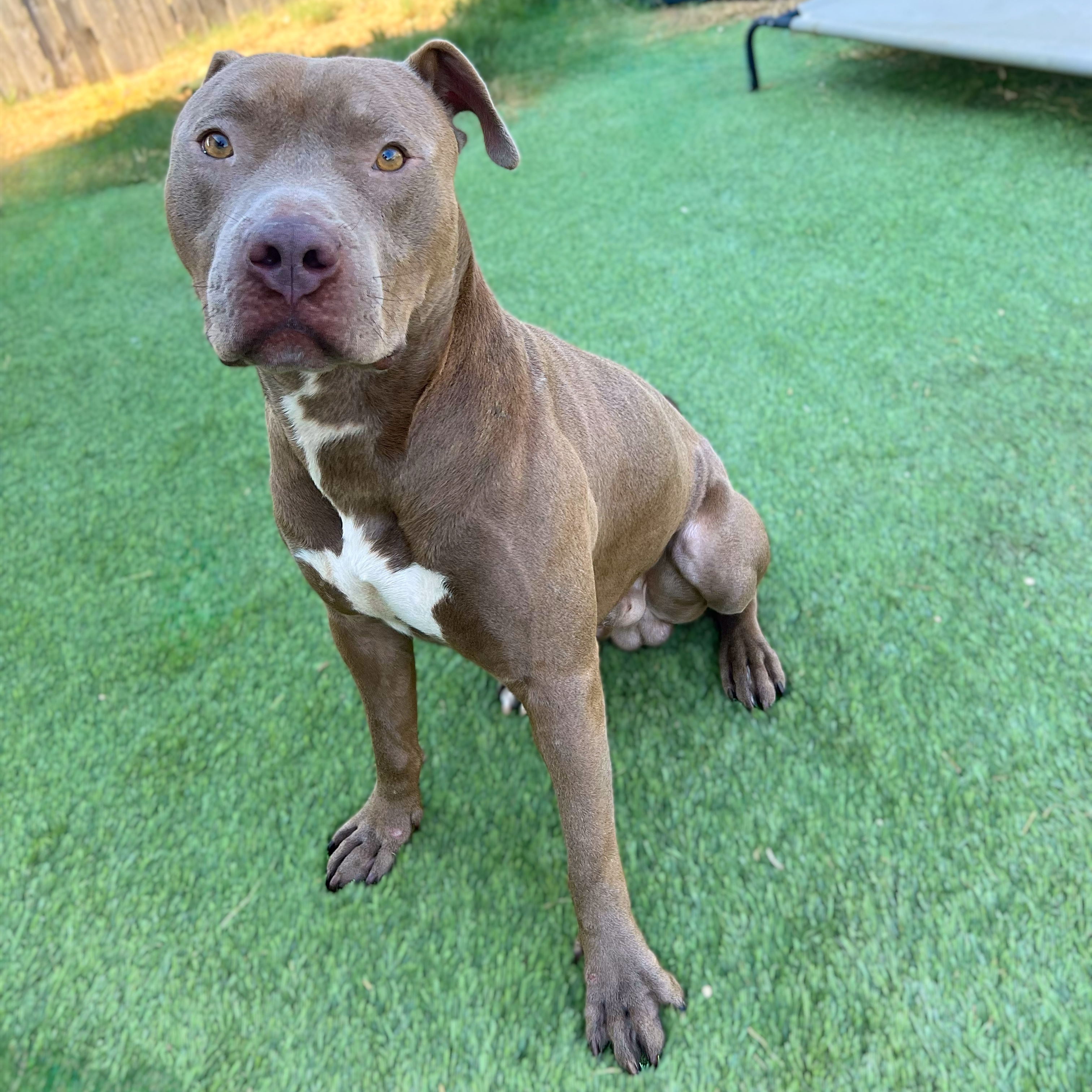 Enlarge JJ, a Adoptable American Staffordshire Terrier in Haslet, TX image 3/5