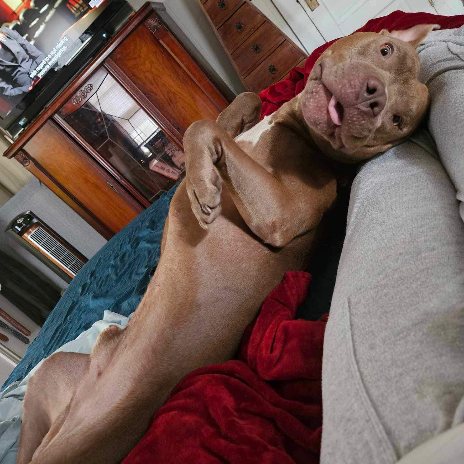 Enlarge JJ, a Adoptable American Staffordshire Terrier in Haslet, TX image 4/5