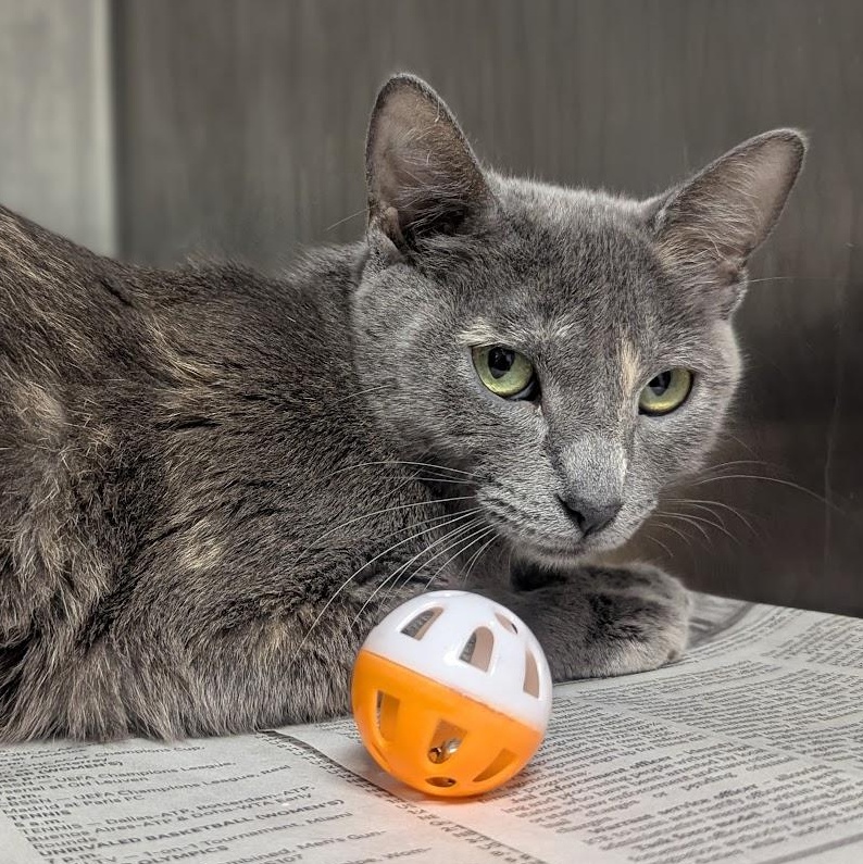 Enlarge Julia, an adopted Domestic Short Hair in Springfield, IL image 3/4