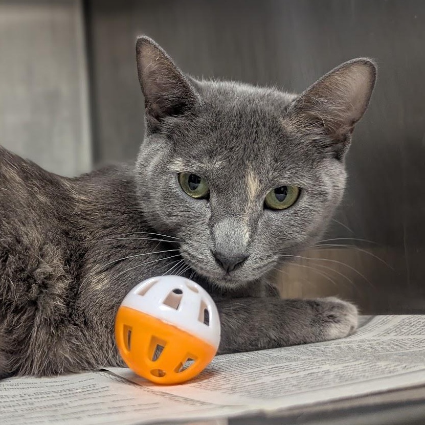 Enlarge Julia, an adopted Domestic Short Hair in Springfield, IL image 4/4