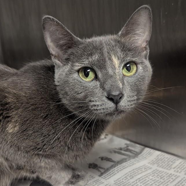 Enlarge Julia, an adopted Domestic Short Hair in Springfield, IL image 1/4