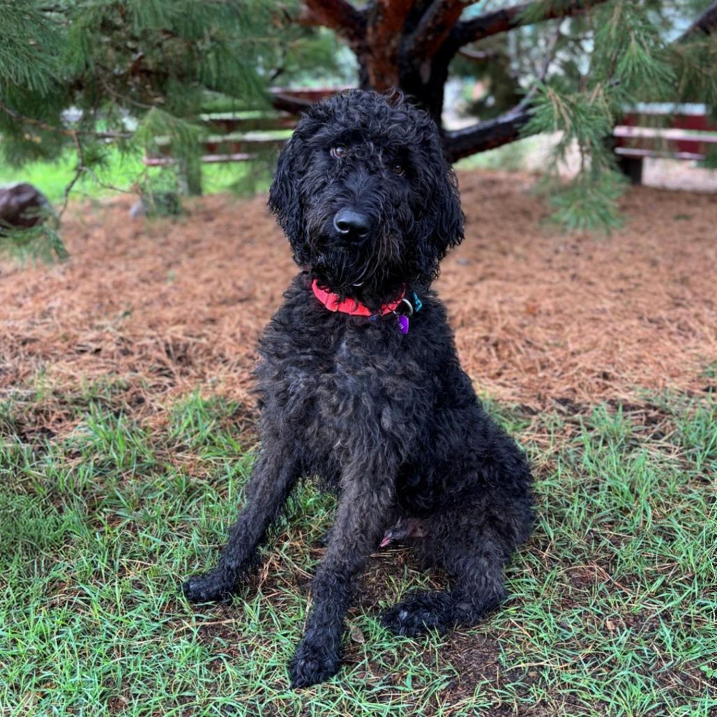 Sherlock Bones, Adoptable, Adult Male Standard Poodle & Labrador Retriever.