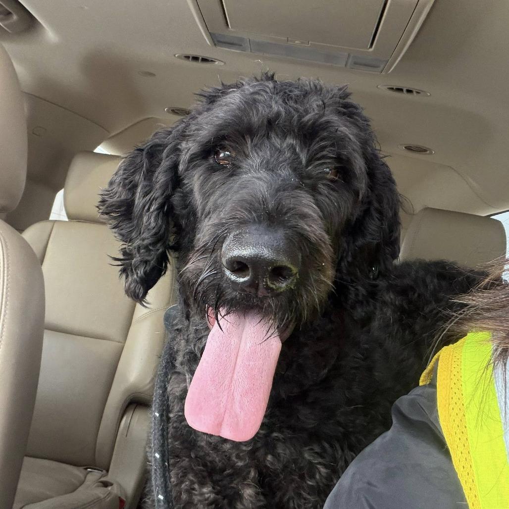 Enlarge Sherlock Bones, a Adoptable mixed breed in Fargo, ND image 3/6
