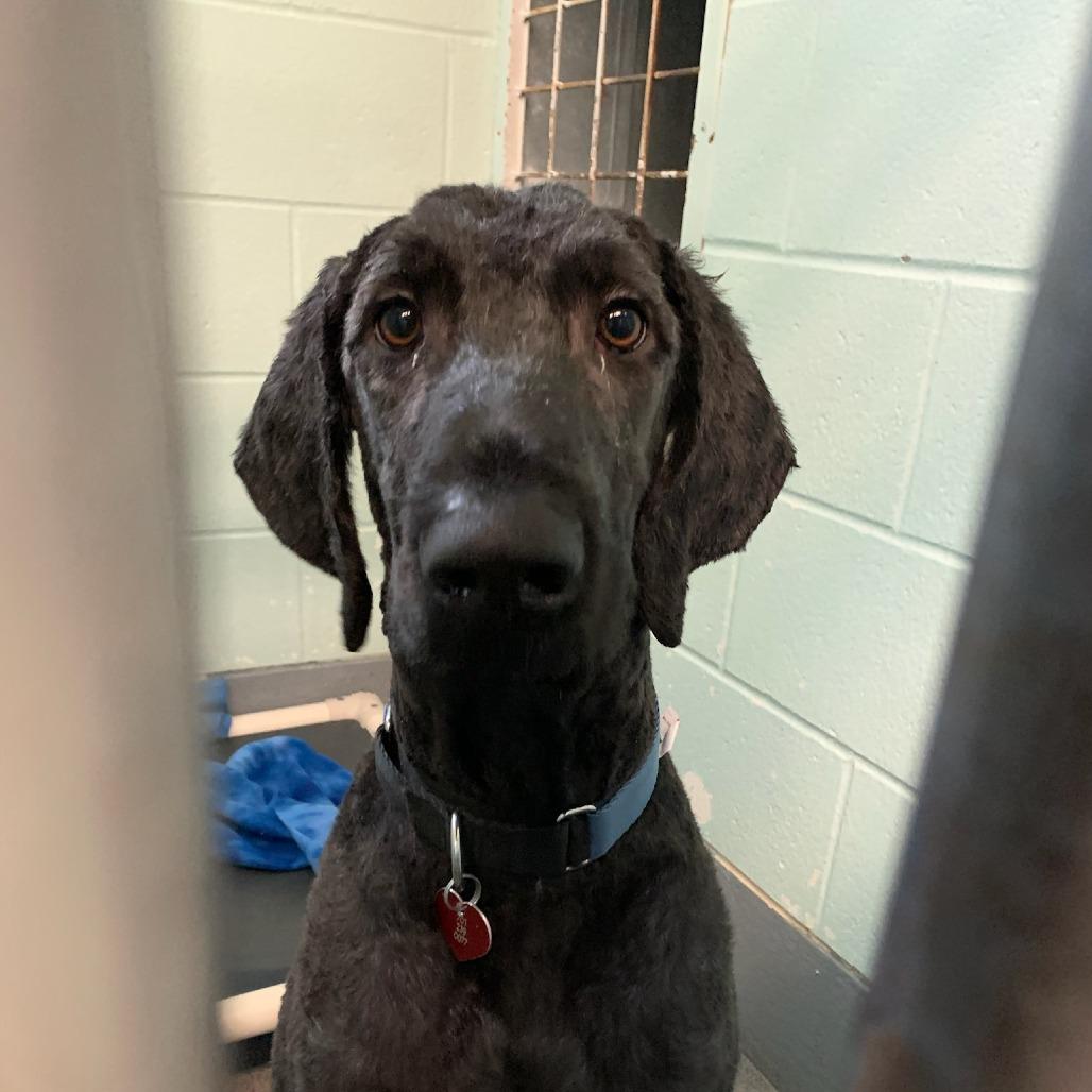 Enlarge Sherlock Bones, a Adoptable mixed breed in Fargo, ND image 5/6