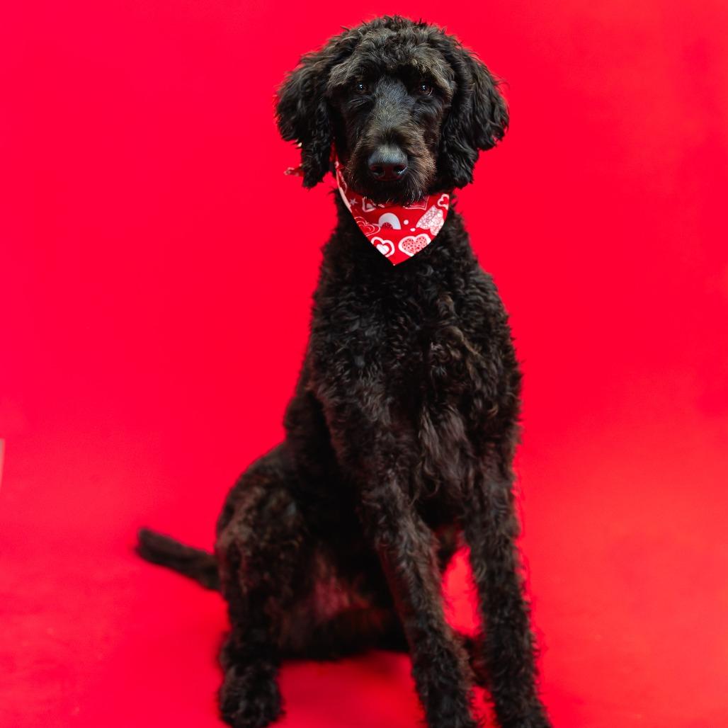 Enlarge Sherlock Bones, a Adoptable mixed breed in Fargo, ND image 6/6