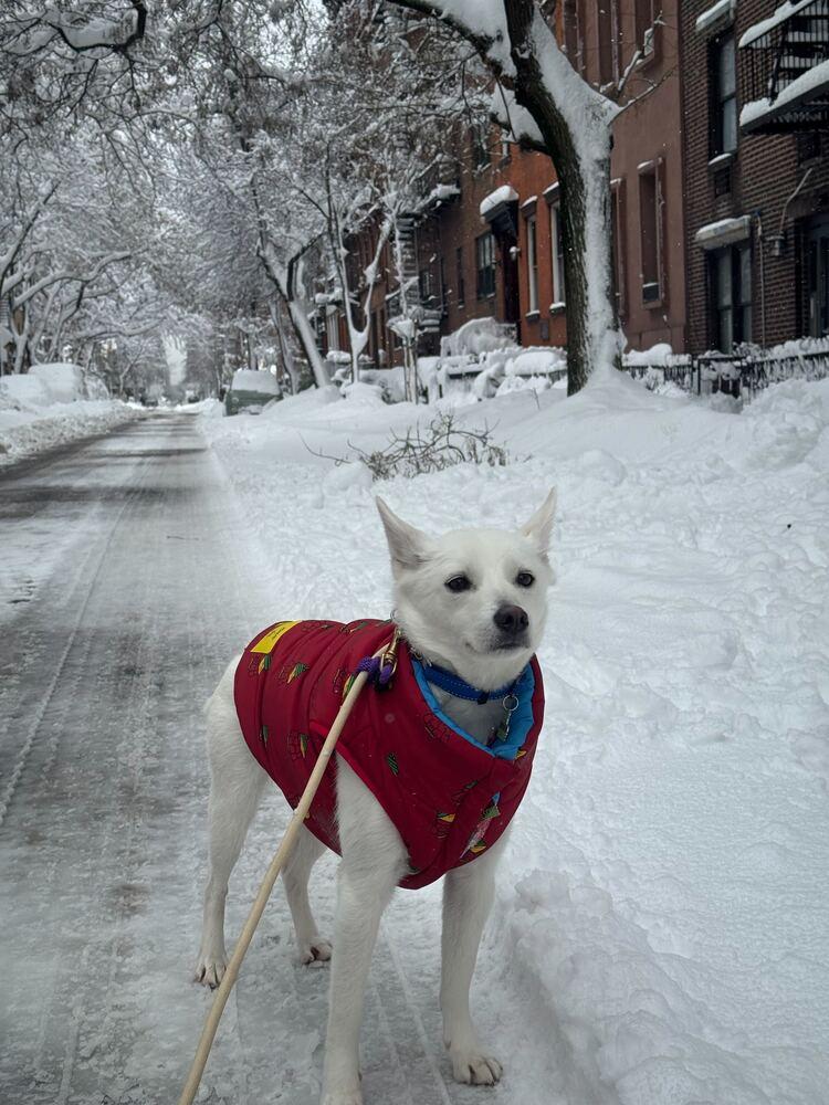 Lizzy, a Adoptable Jindo in Long Island City, NY image 1/6