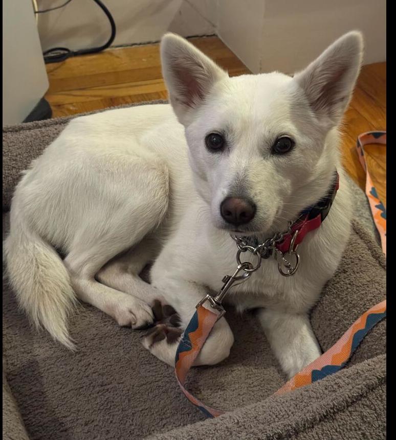 Lizzy, a Adoptable Jindo in Long Island City, NY image 2/6