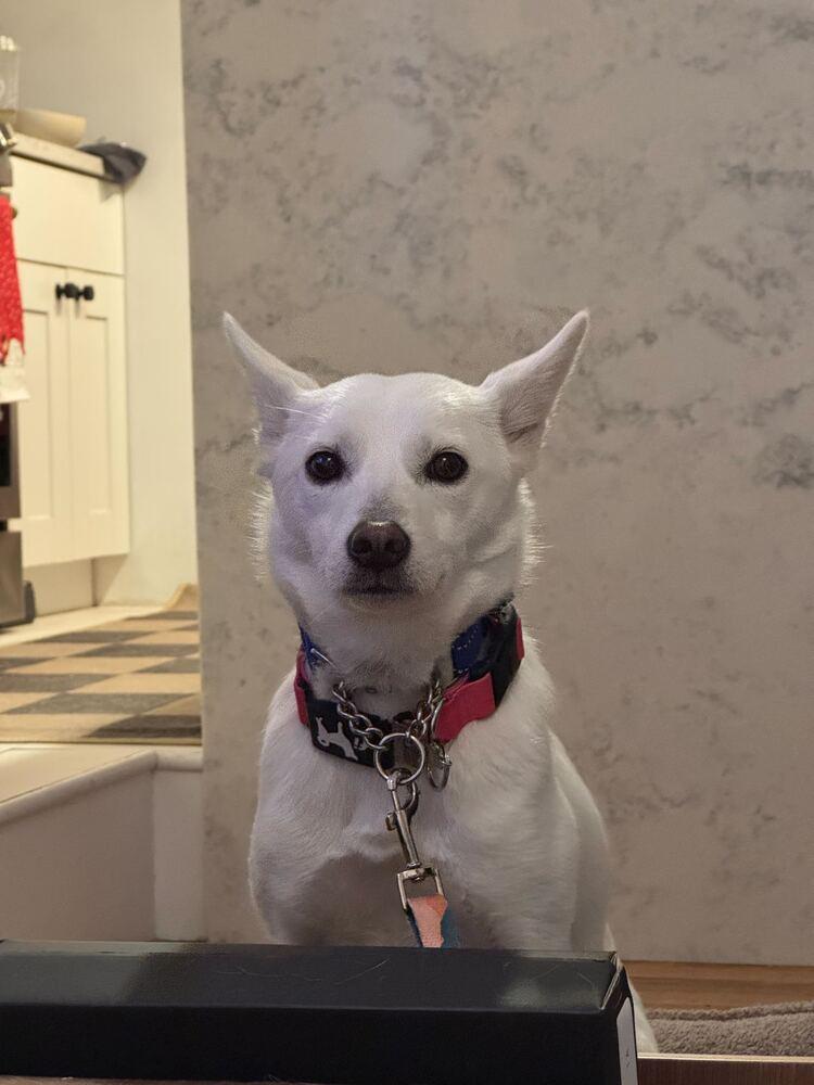 Lizzy, a Adoptable Jindo in Long Island City, NY image 3/6