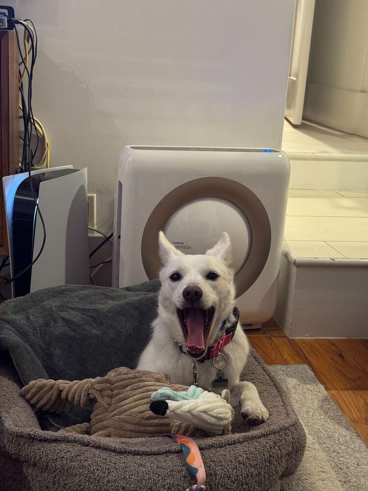 Lizzy, a Adoptable Jindo in Long Island City, NY image 4/6