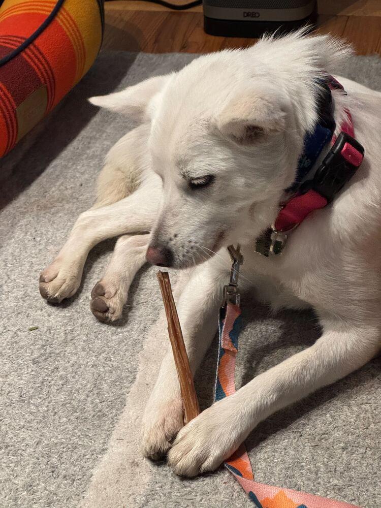 Lizzy, a Adoptable Jindo in Long Island City, NY image 5/6