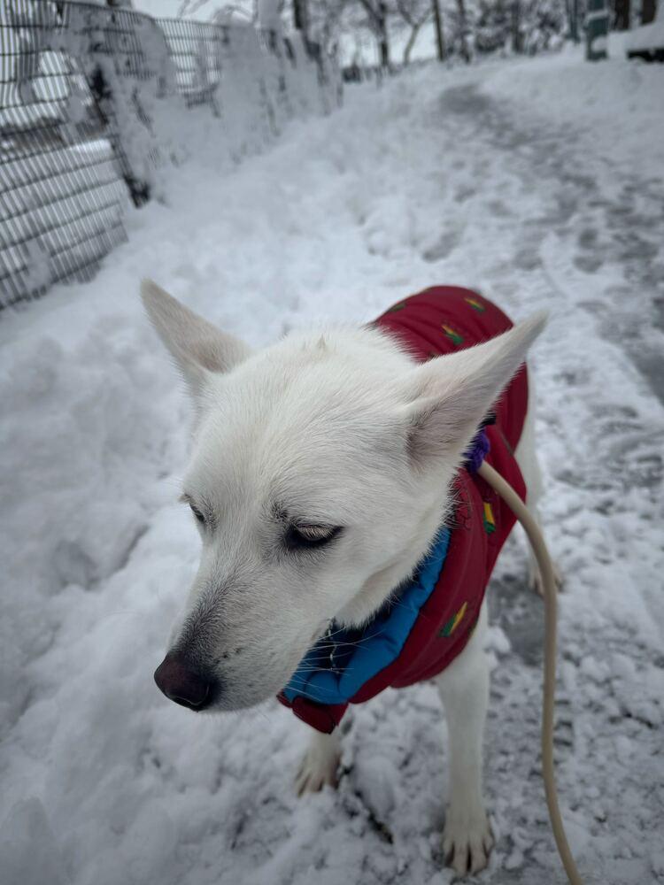 Lizzy, a Adoptable Jindo in Long Island City, NY image 6/6