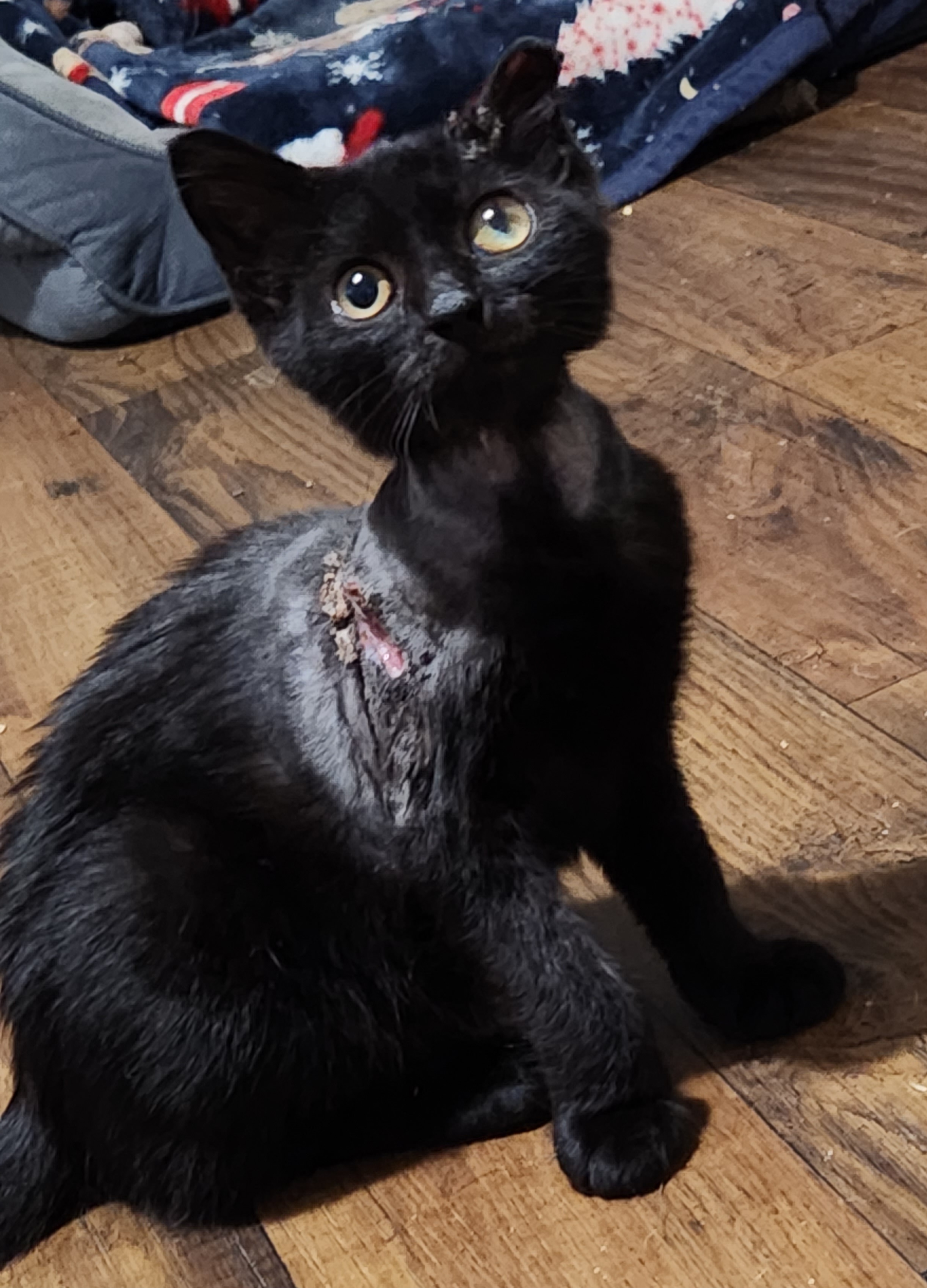 Enlarge Ansel, a Adopted mixed breed in Lucedale, MS image 3/3