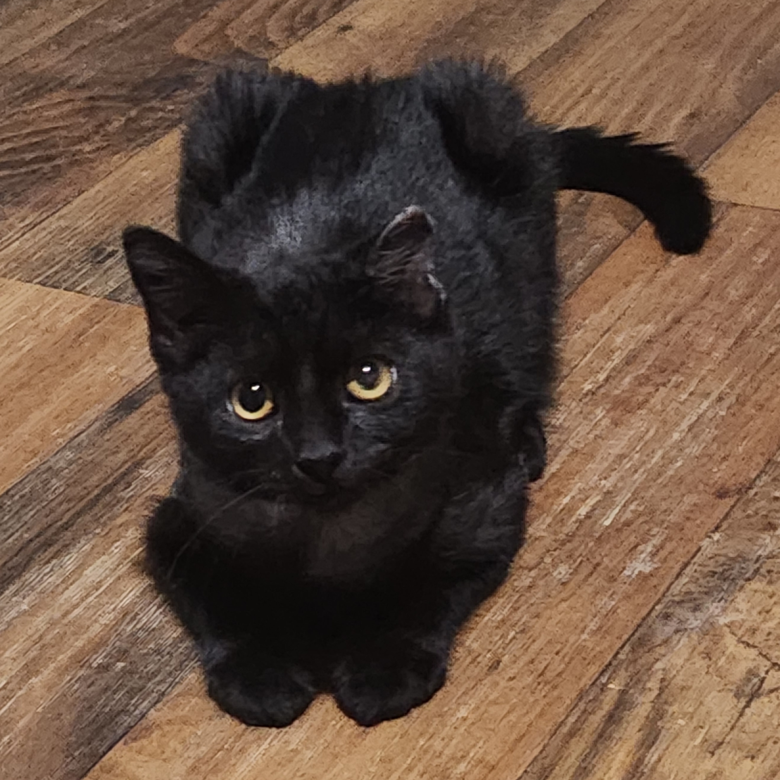 Enlarge Ansel, a Adopted mixed breed in Lucedale, MS image 2/3