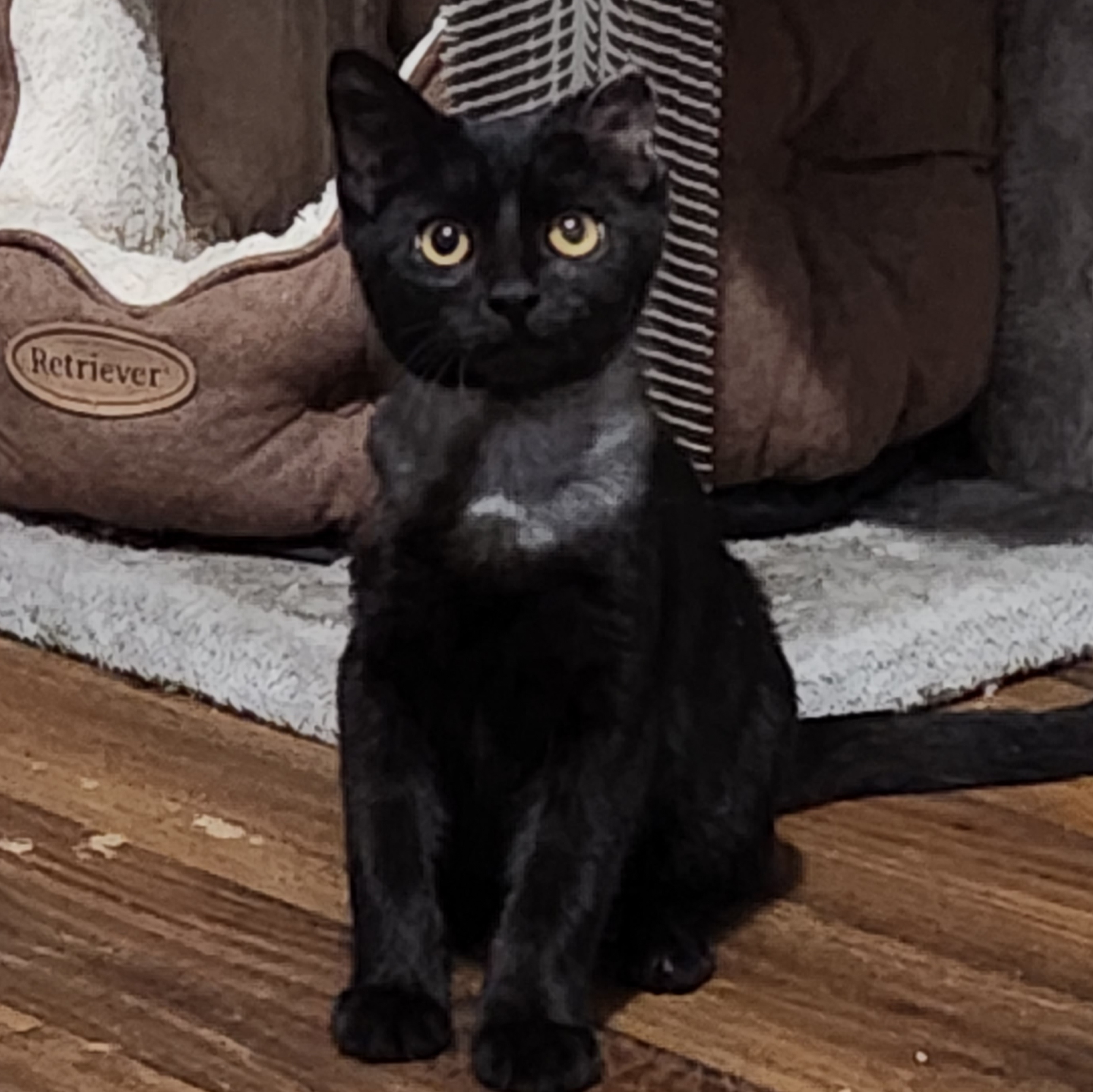 Ansel, Adopted, Young Male American Shorthair.