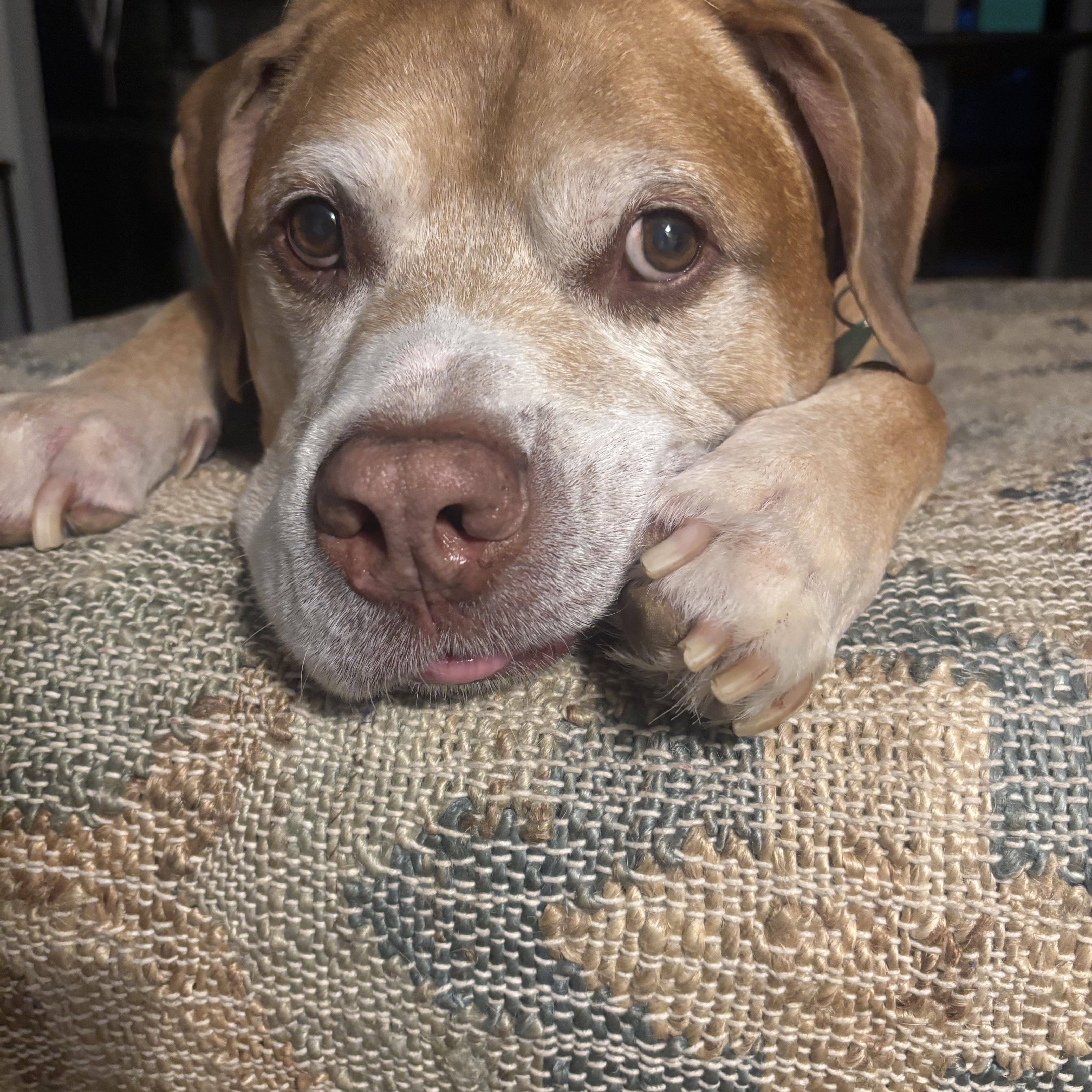 Enlarge Major, a ADOPTABLE mixed breed in Avondale, PA image 4/4