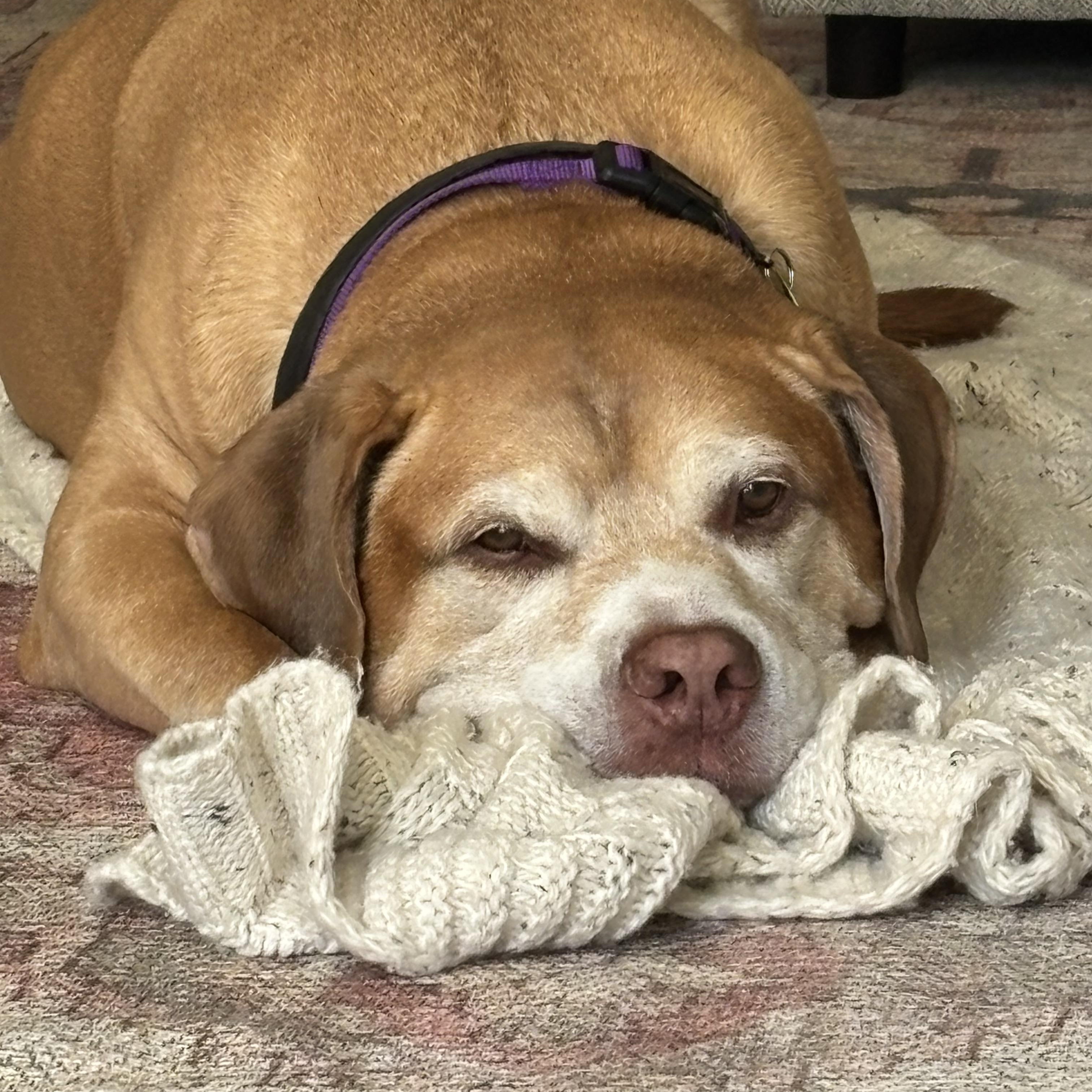 Enlarge Major, a ADOPTABLE mixed breed in Avondale, PA image 2/4