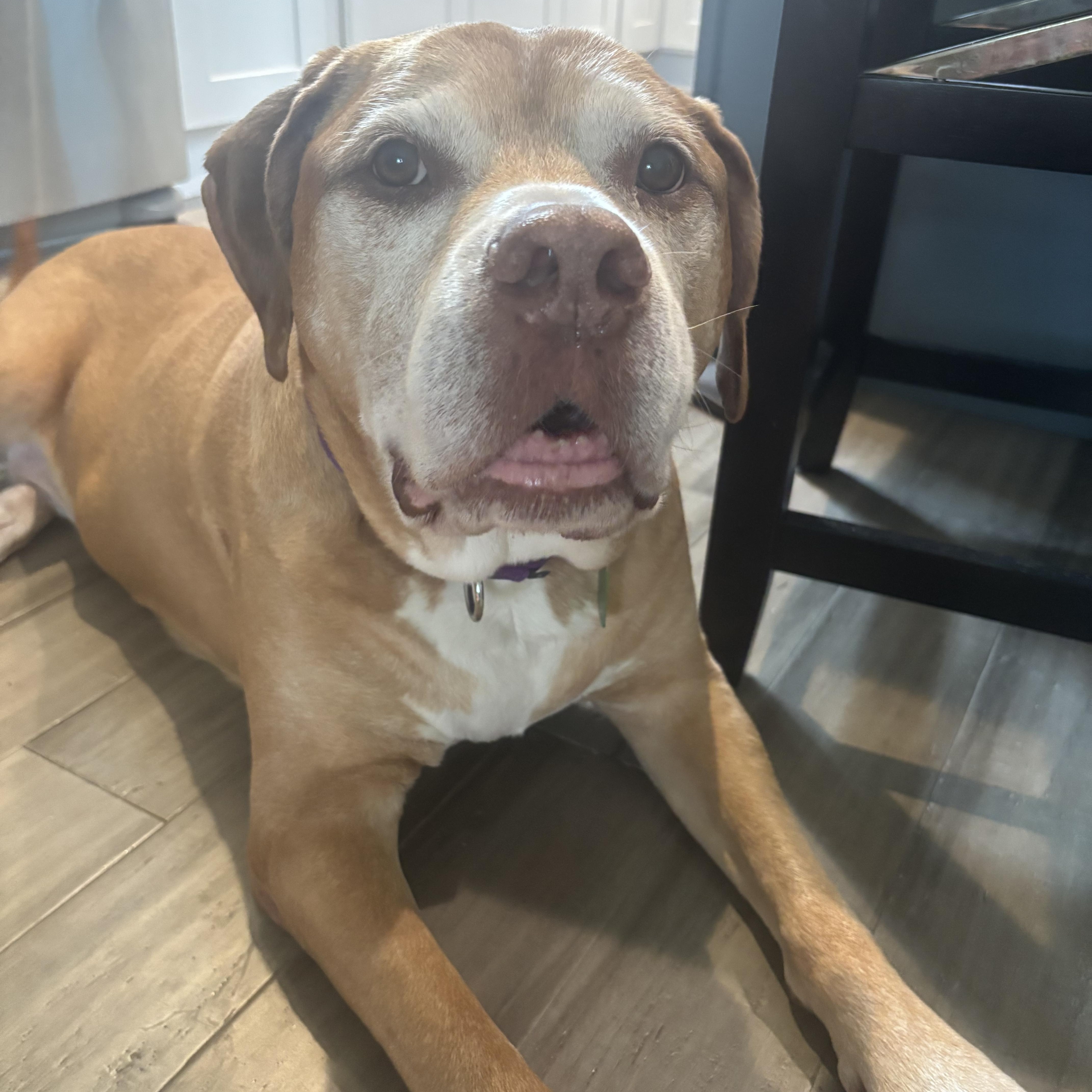 Enlarge Major, a ADOPTABLE mixed breed in Avondale, PA image 1/4