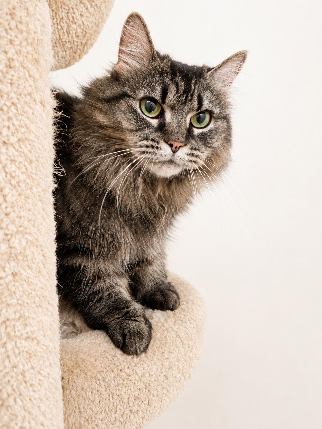 Meeko, a ADOPTABLE Domestic Short Hair in Pickerington, OH image 2/5