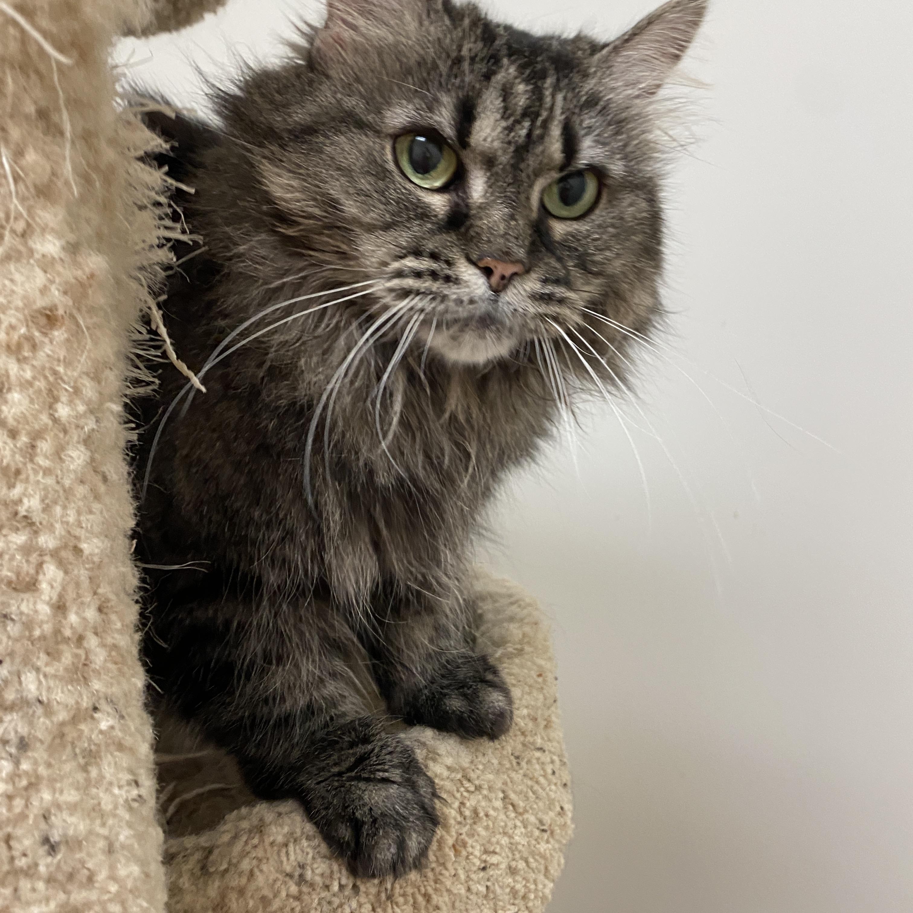 Enlarge Meeko, a ADOPTABLE Domestic Short Hair in Pickerington, OH image 4/4