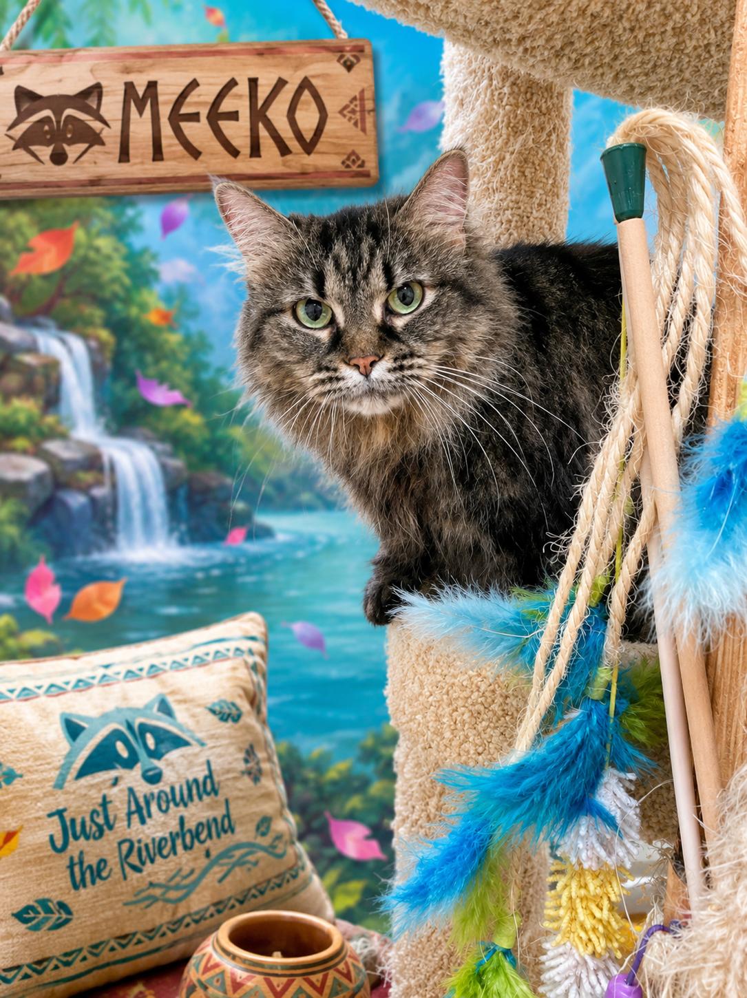Meeko, a ADOPTABLE Domestic Short Hair in Pickerington, OH image 1/5