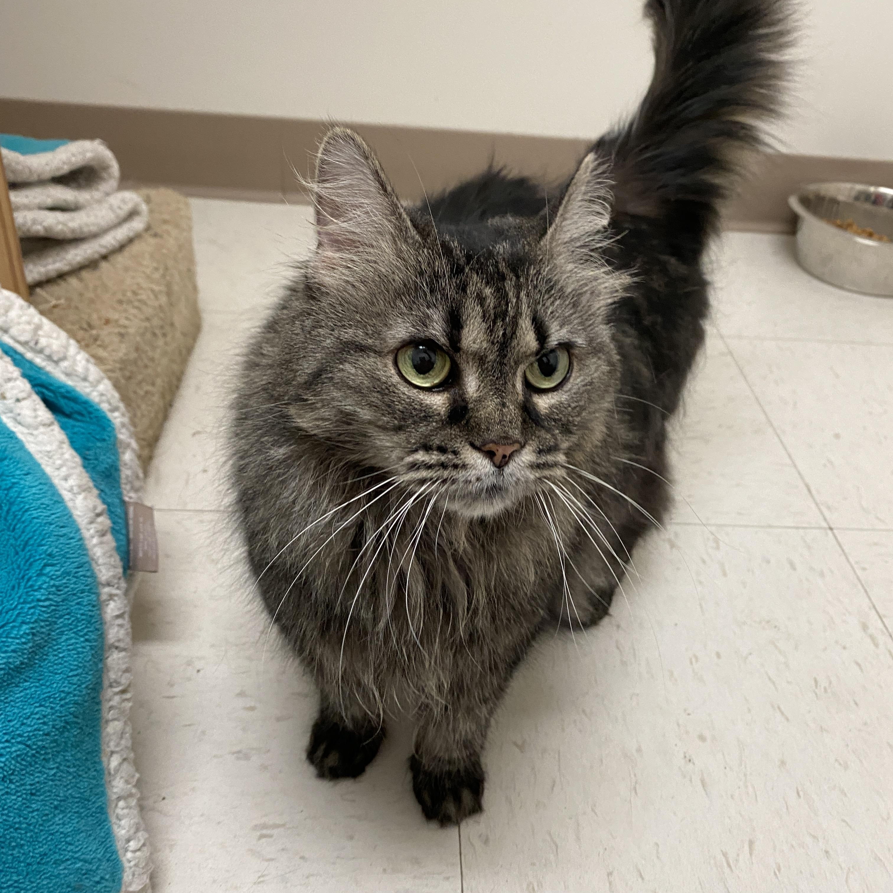 Enlarge Meeko, a ADOPTABLE Domestic Short Hair in Pickerington, OH image 2/4