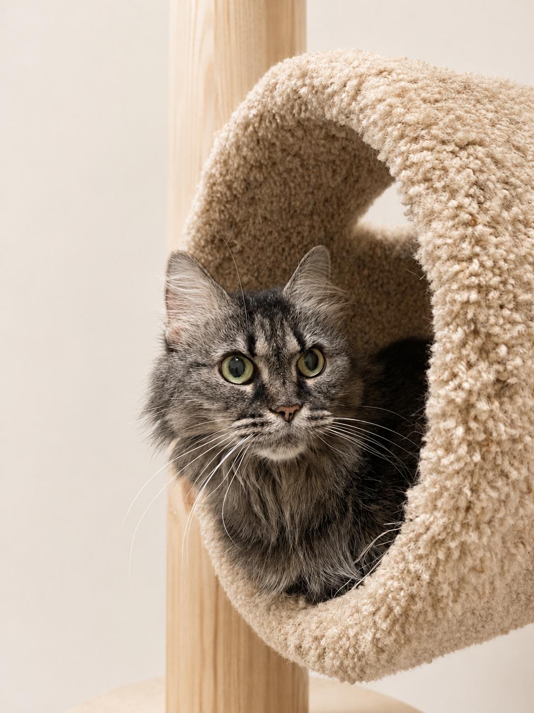 Meeko, a ADOPTABLE Domestic Short Hair in Pickerington, OH image 4/5