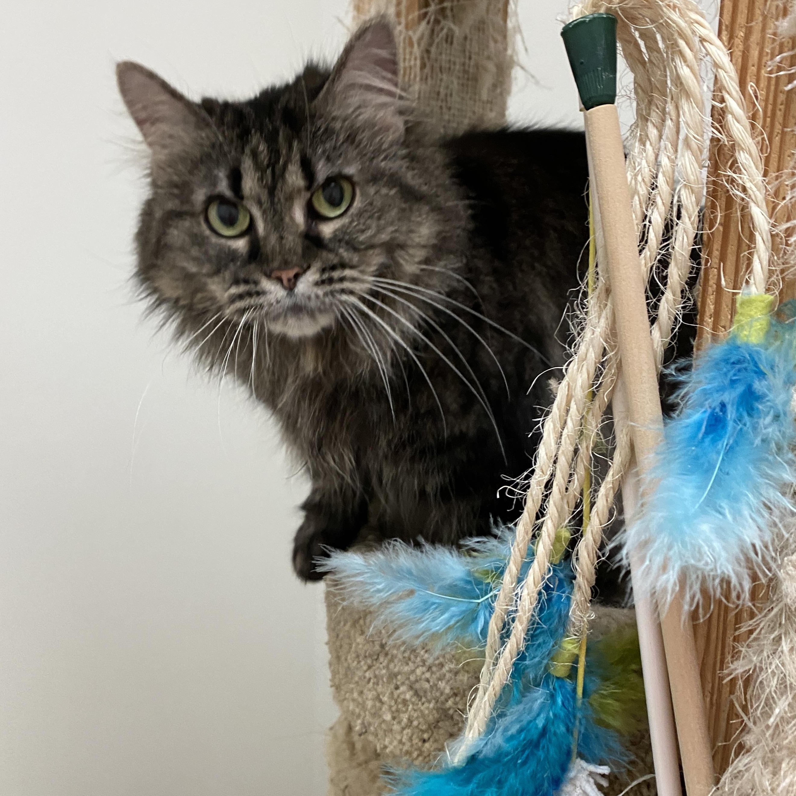 Meeko, ADOPTABLE, Adult Female Domestic Short Hair.