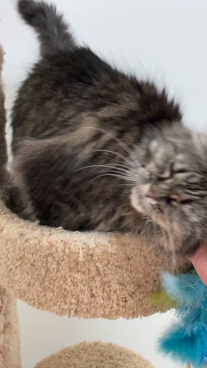 Enlarge Meeko, a ADOPTABLE Domestic Short Hair in Pickerington, OH video 3/4