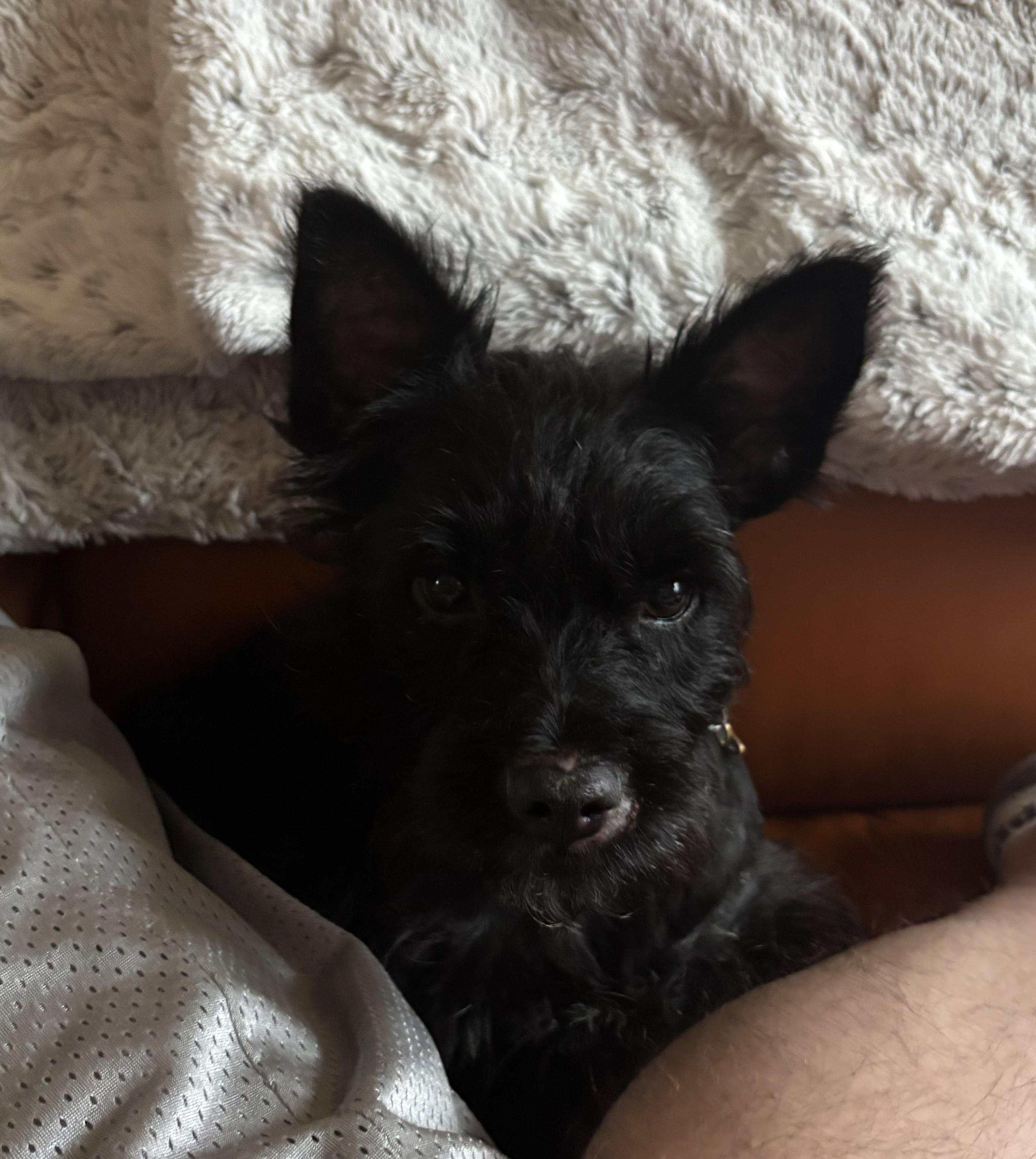 Enlarge Grinchi, a ADOPTABLE mixed breed in Plano, TX image 3/5